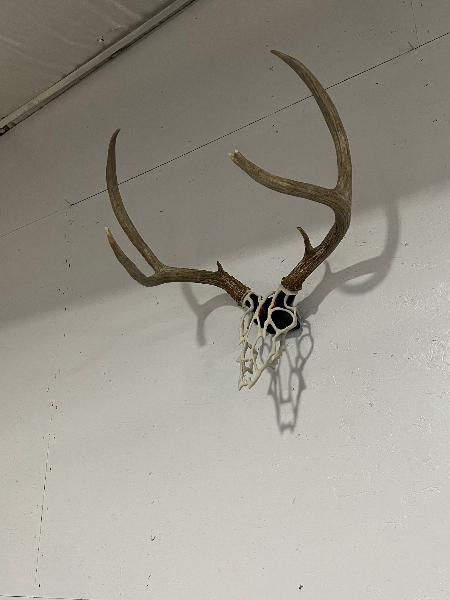 Deer antlers mounted on white wall using Horn Hook skull alternative